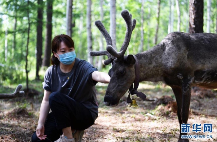 游客在根河市烏力庫瑪林場的馴鹿放養(yǎng)點撫摸馴鹿（7月13日攝）。 新華社記者 貝赫 攝
