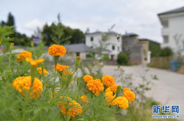 這是江西省尋烏縣文峰鄉(xiāng)上甲村一景（7月19日攝）。  新華社記者 彭昭之 攝