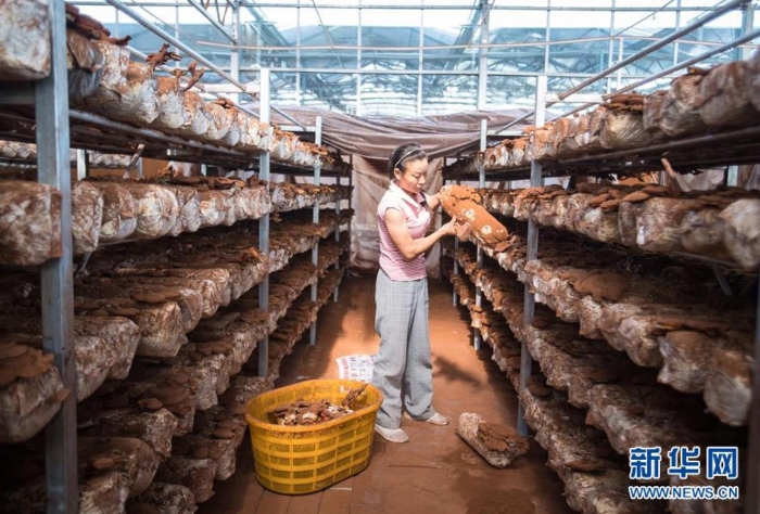 在湖北省十堰市鄖陽區(qū)青龍泉社區(qū)香菇產(chǎn)業(yè)基地，易地扶貧搬遷戶在大棚中忙碌（8月28日攝）。新華社記者 肖藝九 攝