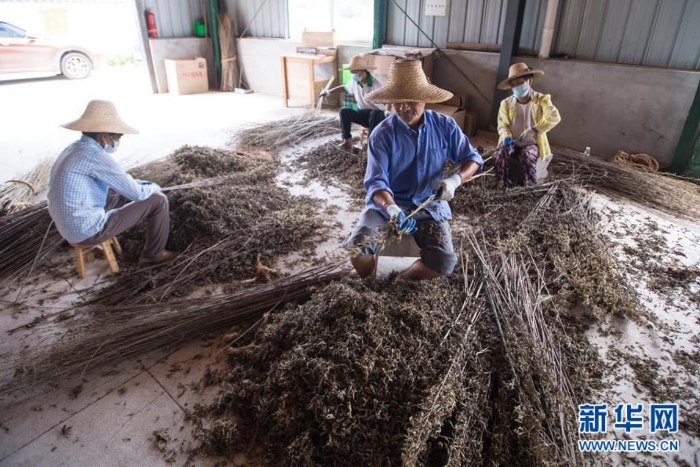 村民在湖北省蘄春縣一家公司整理艾葉（8月25日攝）。新華社記者 肖藝九 攝