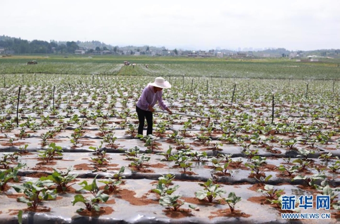 村民在貴州省威寧彝族回族苗族自治縣草海鎮(zhèn)中海社區(qū)蔬菜基地里忙碌（8月6日攝）。新華社記者 劉續(xù) 攝