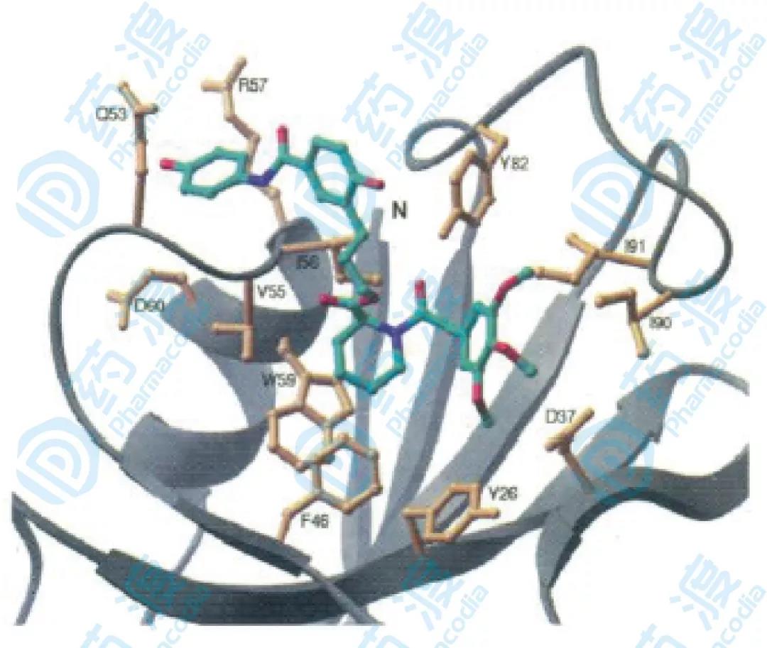 圖6.相互作用示意圖，黃色部分為結(jié)合蛋白和配體NOE效應(yīng)的部分