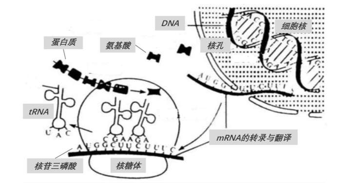mRNA在人體中的作用機制 mRNA在人體中的作用機制