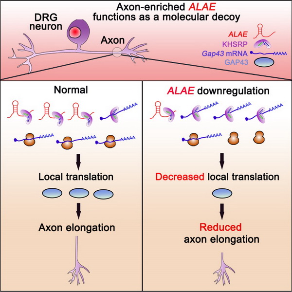 軸突富集lincRNA ALAE通過(guò)競(jìng)爭(zhēng)KHSRP參與調(diào)控局部翻譯和軸突生長(zhǎng)的分子機(jī)制 軸突富集lincRNA ALAE通過(guò)競(jìng)爭(zhēng)KHSRP參與調(diào)控局部翻譯和軸突生長(zhǎng)的分子機(jī)制
