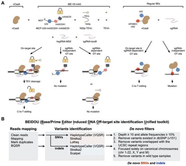 　?。ˋ）tBE作用的原理示意圖。以tBE-V5-mA3為例，其可在靶位點(diǎn)去除dCDI產(chǎn)生高效編輯效果，但在OTss和OTsg位點(diǎn)時由于dCDI的存在可以抑制非靶向突變。（B）BEIDOU計算分析流程評估堿基編輯的潛在全基因組水平脫靶