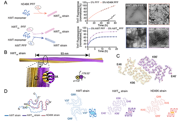 圖1.E46K纖維體外交叉接種WT α-syn蛋白，形成與E46K纖維類似的結(jié)構(gòu)