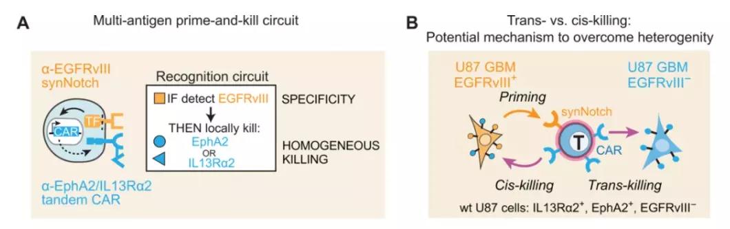 智能CAR-T細(xì)胞療法的設(shè)計(jì)和作用機(jī)理，通過(guò)與特異性抗原結(jié)合的synNotch系統(tǒng)調(diào)節(jié)識(shí)別周圍癌細(xì)胞的CAR的表達(dá)（圖片來(lái)源：參考資料[4]）