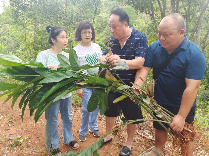 圖為調(diào)研組在高良姜種植基地查看藥材種質(zhì)資源。