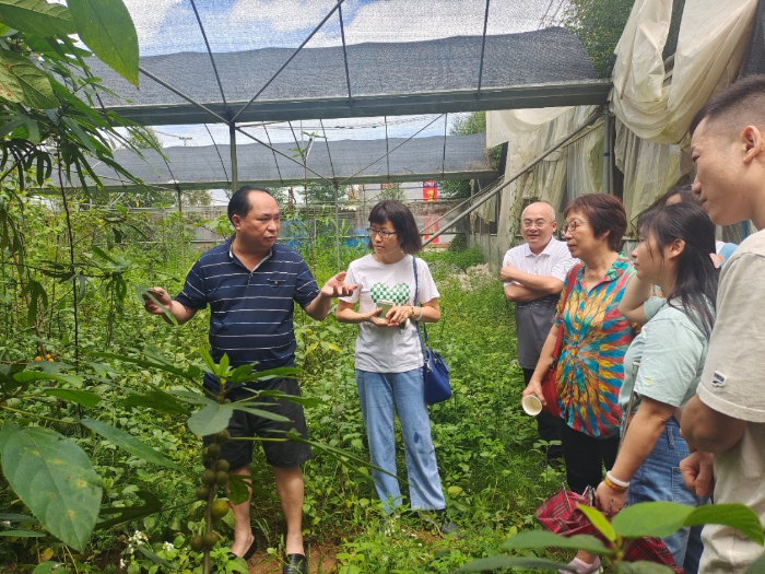 圖為調(diào)研組在中藥材培育基地查看藥材生長(zhǎng)情況。