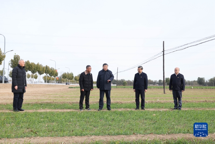 11月10日，中共中央總書記、國家主席、中央軍委主席習近平在北京、河北考察災后恢復重建工作。這是10日下午，習近平在河北保定涿州市刁窩鎮(zhèn)萬全莊村村邊農(nóng)田察看冬小麥長勢。新華社記者 王曄 攝